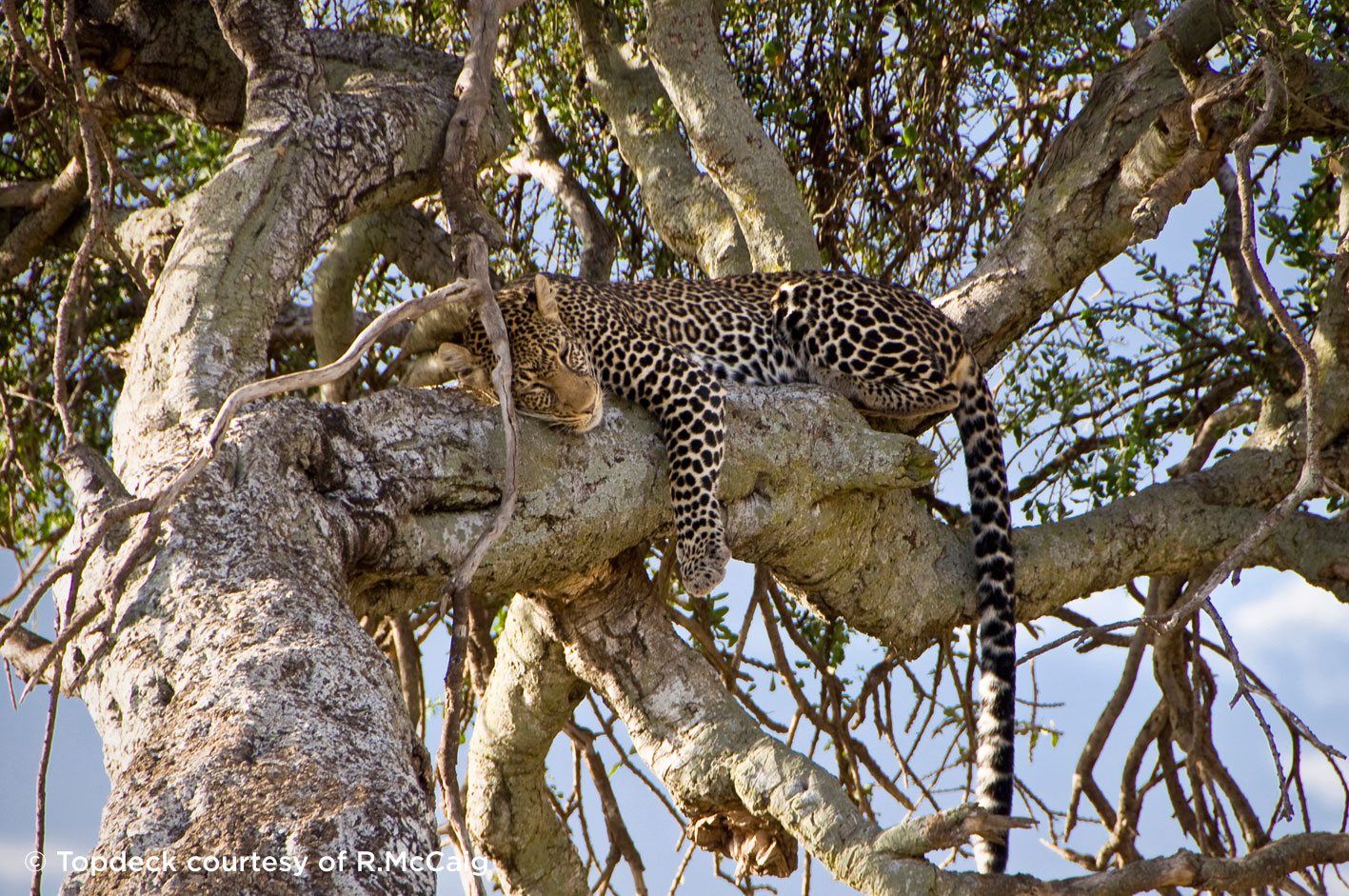Image 1.	Our first afternoon in Maasai Mara National Reserve, and we spot a sleeping Leopard in a tree right beside the track. It was a good find because they say Leopards are often the hardest animal to spot out of those in the Big Five.