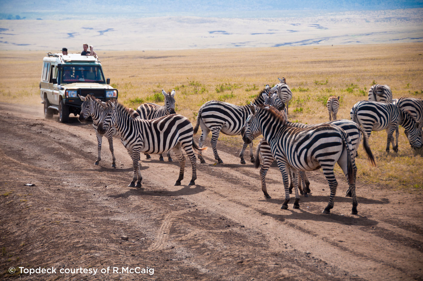  Image 17.	 Zebras crossing. In Ngorongoro Crater there were zebras everywhere, I couldn’t believe it. There were also hundreds upon hundreds of wildebeest, at this time of year they tend to congregate in the crater before their big migration later in the year. 