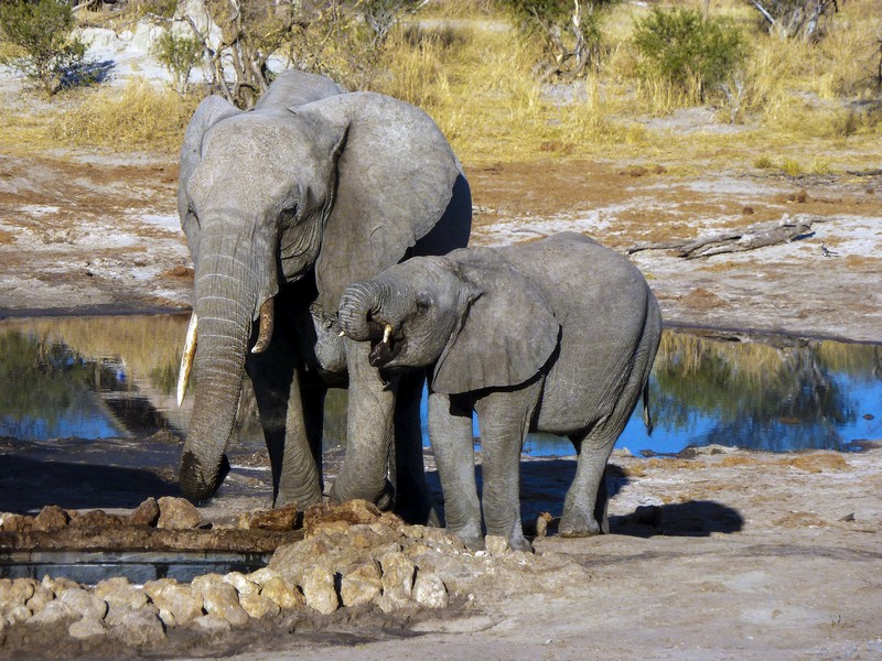 Adorable elephants having a drink at the campsite in Elephant Sands, Botswana. Photo/A.Griffin