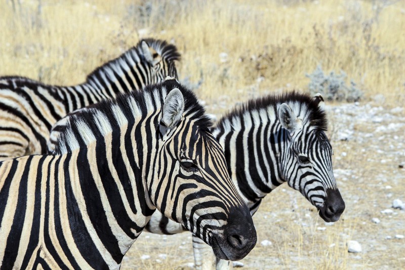 Zebras in Etosha National Park, Namibia. Photo/A.Griffin