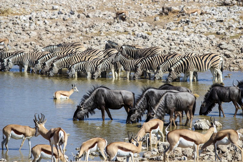 Animals chillin' at a watering-hole our campsite in Etosha. Photo/A.Griffins