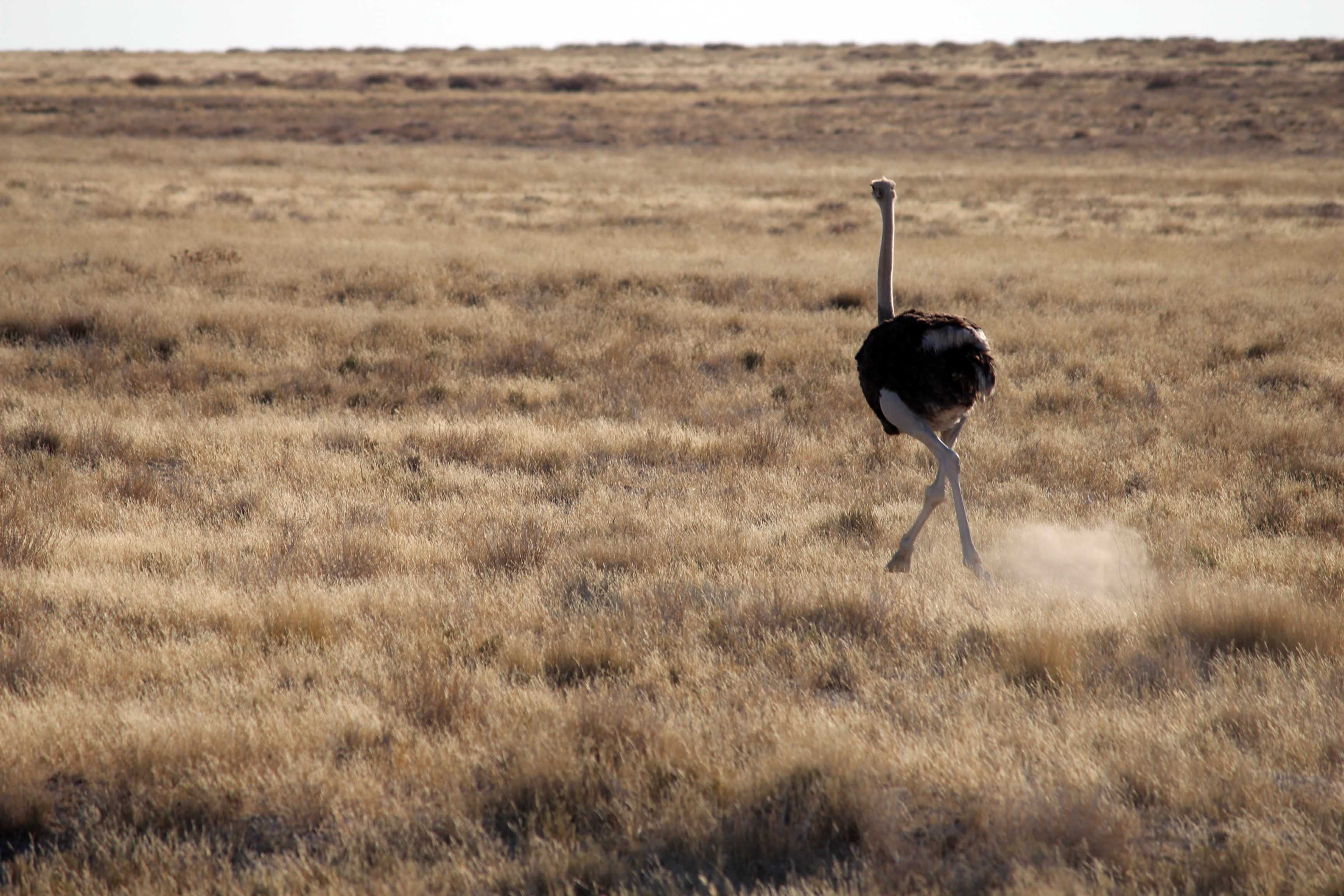 Run ostrich run! (Just by the side of the road as we drove). Photo/A.Griffin